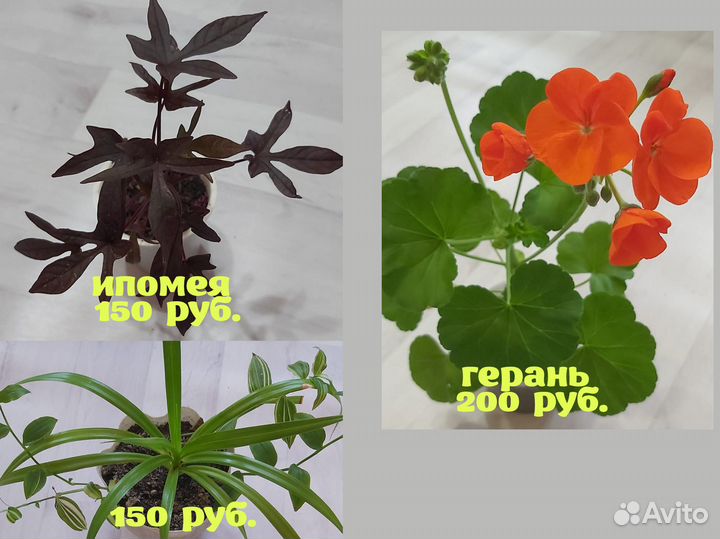 Продаю комнатные цветы