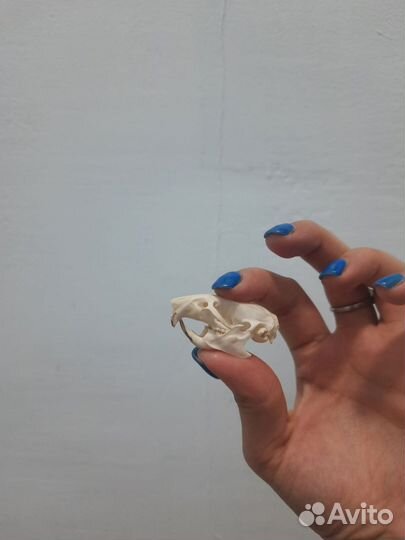 Череп крысы