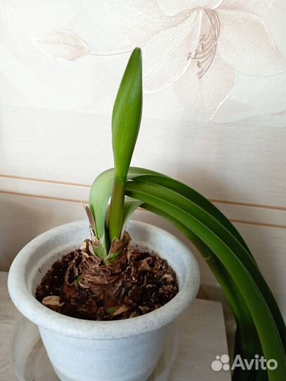 Гиппеаструм