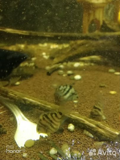 Сапфировые попугайчики