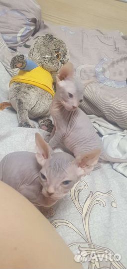 Донской сфинкс