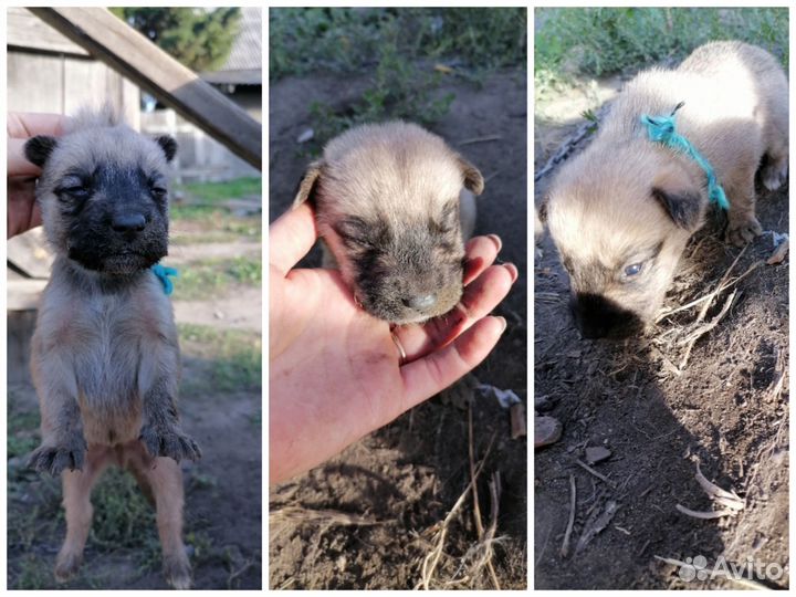 Щенки бесплатно