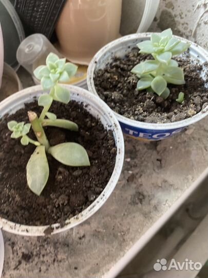 Цветы отростки