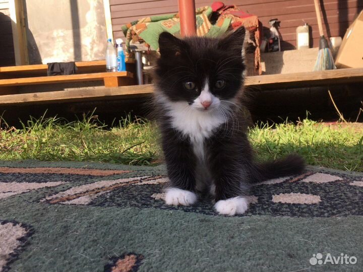 Котята отдам в добрые руки бесплатно