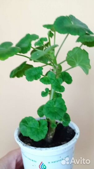 Герань пеларгония