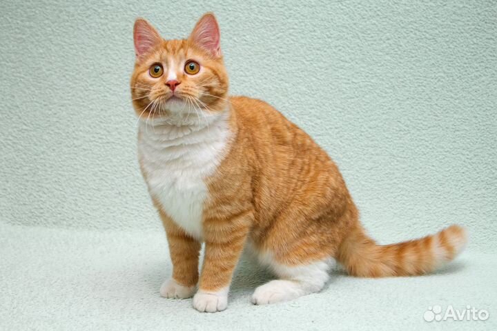 Котик-подросток Лёнечка