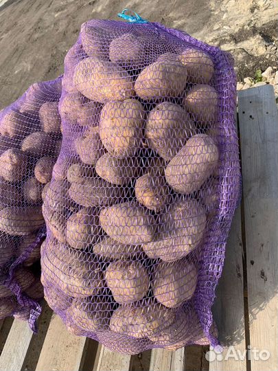 Продам картофель