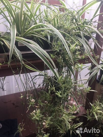 Хлорофитум