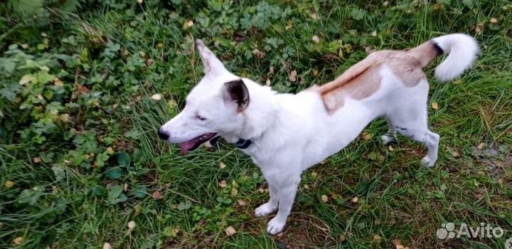 Девочка Пыжума