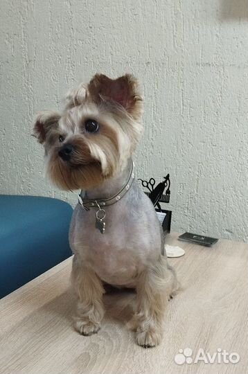 Стрижка собак и кошек груминг