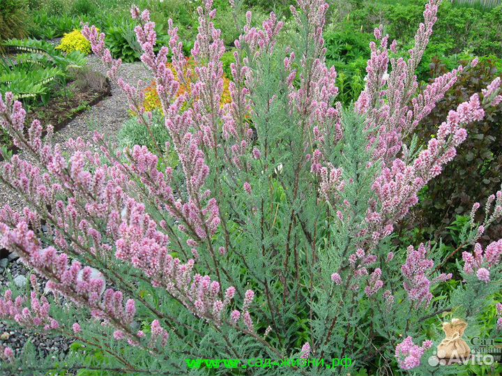 Редкие и шикарные многолетники для сада Самовывоз