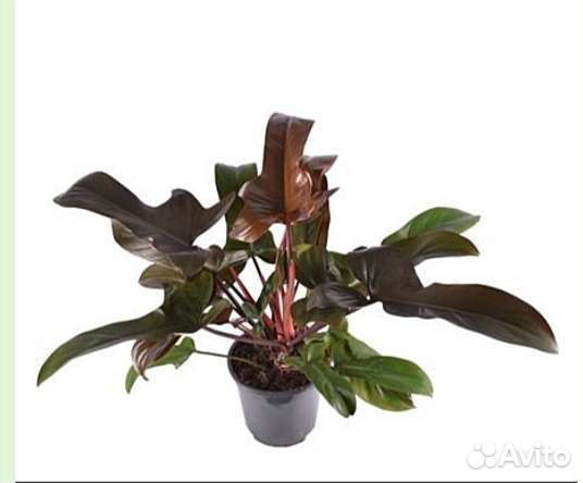 Филодендрон бронз,тортум,мартианум,голд,глориозум