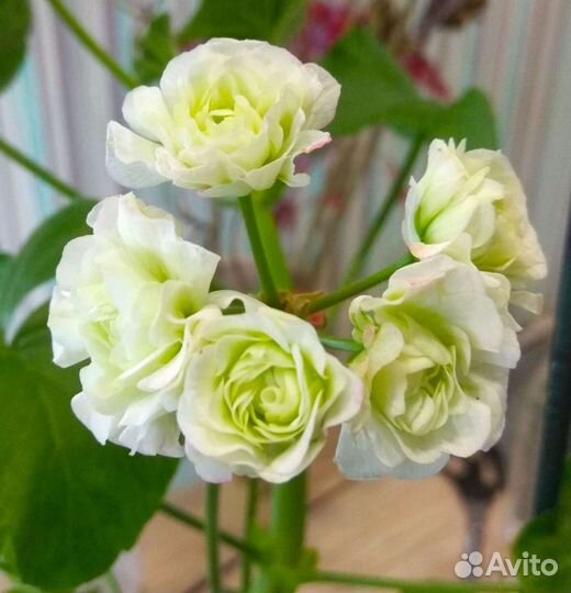 Пеларгония (герань) разные расцветки