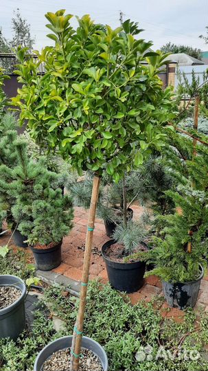 Сирень голубика барбарис саженцы