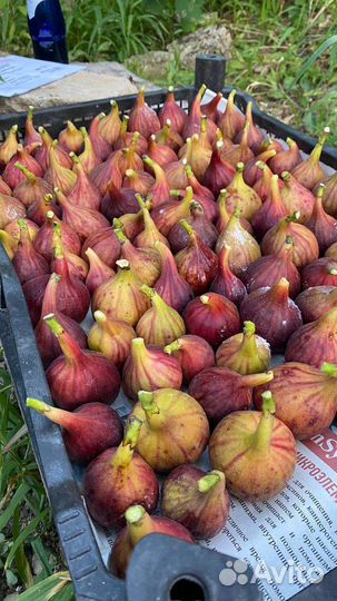 Инжир свежий