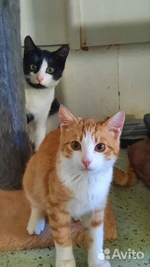 Котята 5 мес