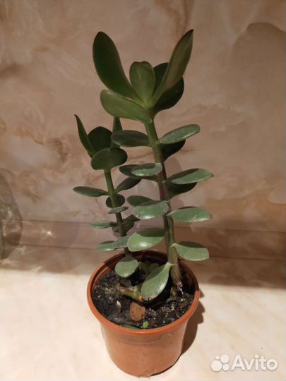 Денежное дерево