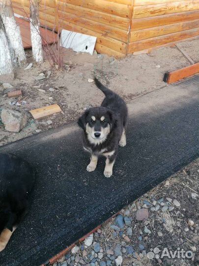 Щенки Бурят- монгольского волкодава (Хотошо)