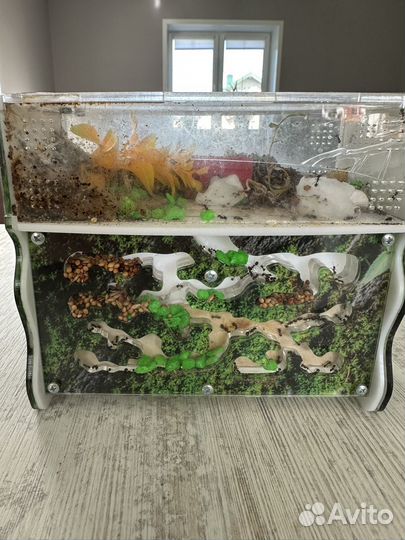 Муравьиная ферма