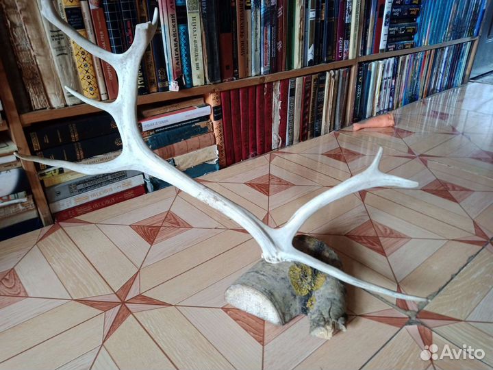 Рога оленя на подставке