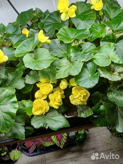 Бегония элатиор