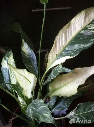 Спатифиллум Домино
