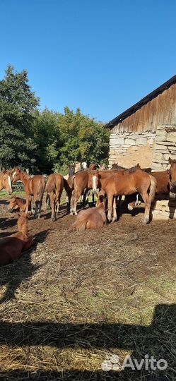 Жеребята 8-9 месяцев, жеребец полутяж