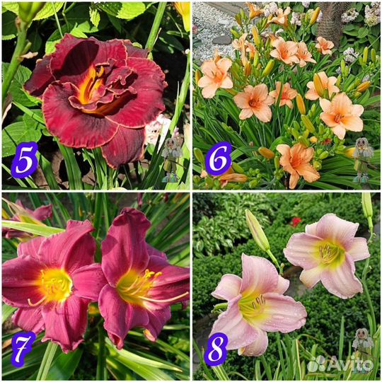 Лилейник сортовой Цветы для сада