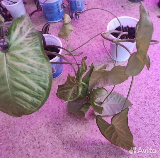 Домашние растения отростки, срезы, в горшках