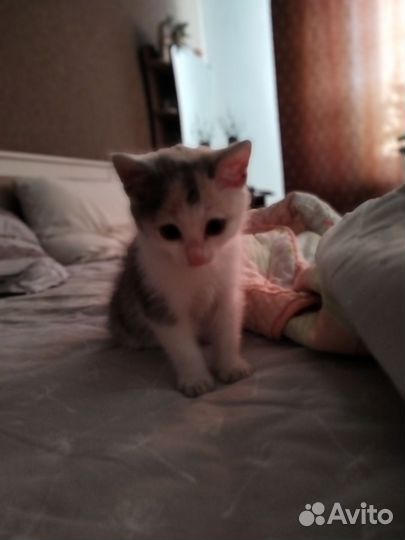 Отдам котёнка(девочку ) в добрые руки