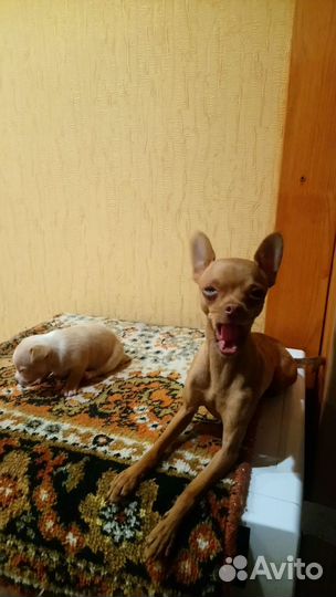 Щенок тойтер мальчик