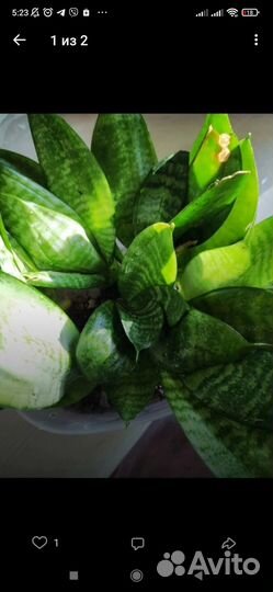 Цветок сансевиерия