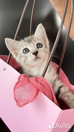 Котенок девочка бесплатно в добрые руки