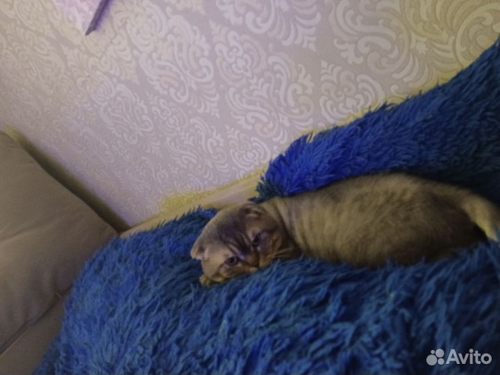 Шотландский котик вязка