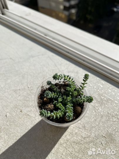 Sedum dasyphyllum