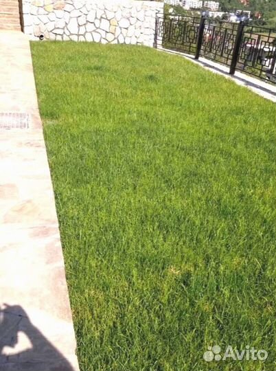 Рулонный газон 
