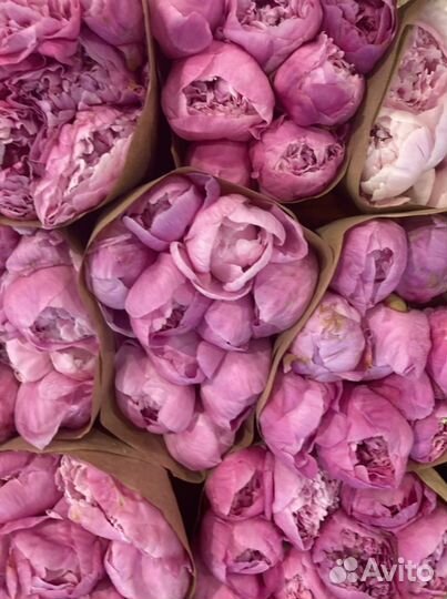 Пионы с доставкой