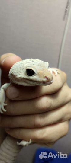 Геккон эублефар