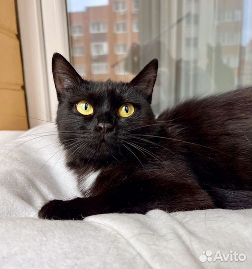 Маленькая кошка - крошка Багира в дар