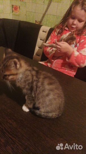 Котята в добрые руки от Британского папы