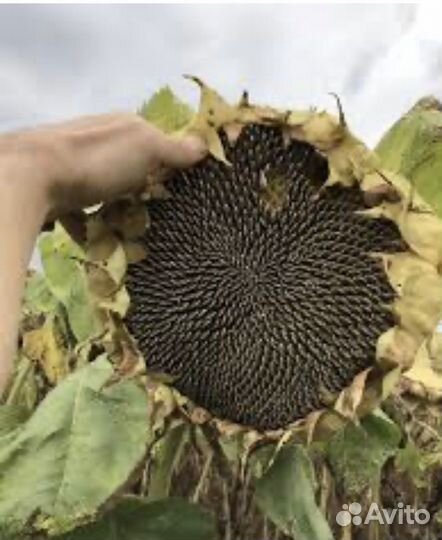 Семена подсолнечника