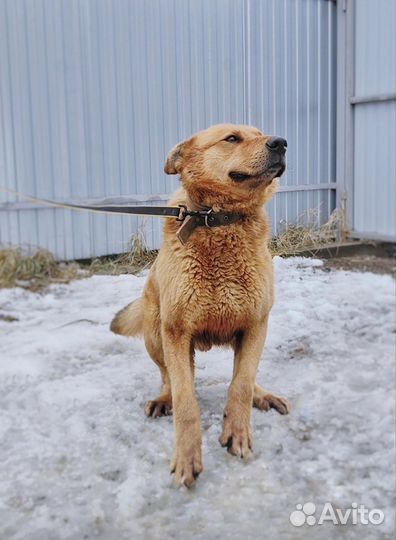 Брутальный пёс