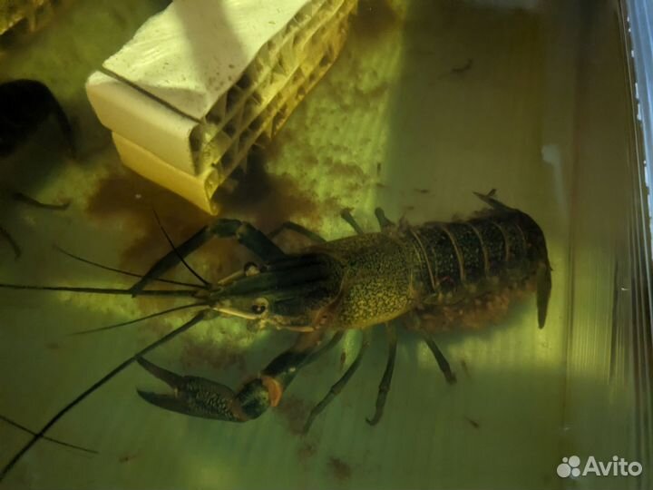 Малёк Австралийского красноклешневого рака