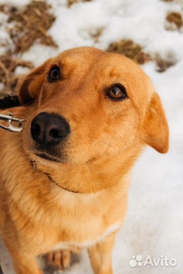 Собака в добрые руки