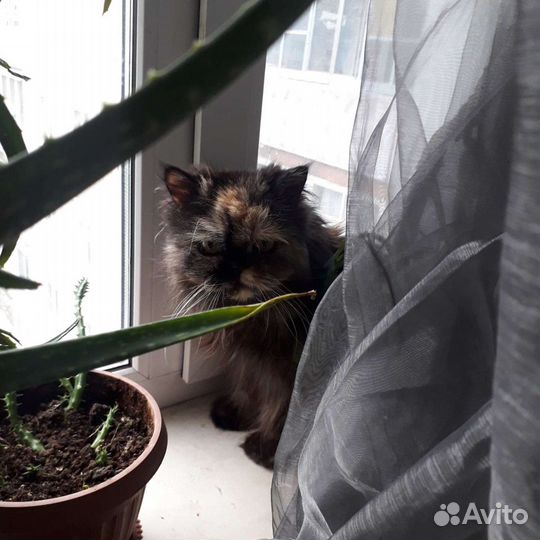 Передержка