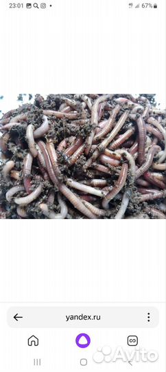 Охота и рыбалка