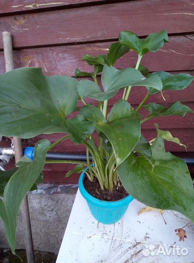 Калла Эфиопская