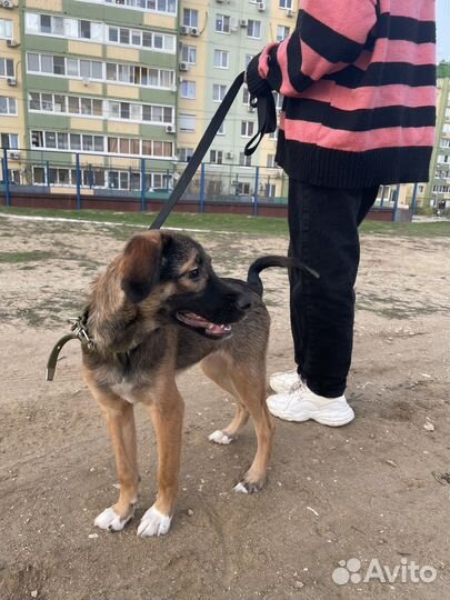 Щенок в добрые руки бесплатно