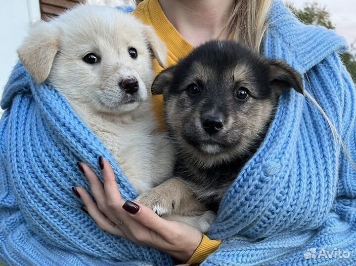 Щенок в добрые руки бесплатно
