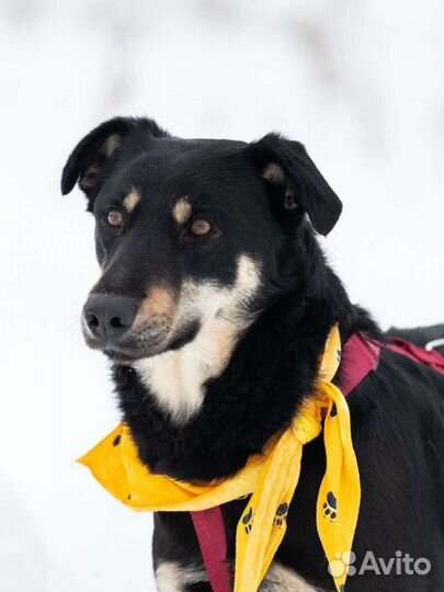 Собака в добрые руки